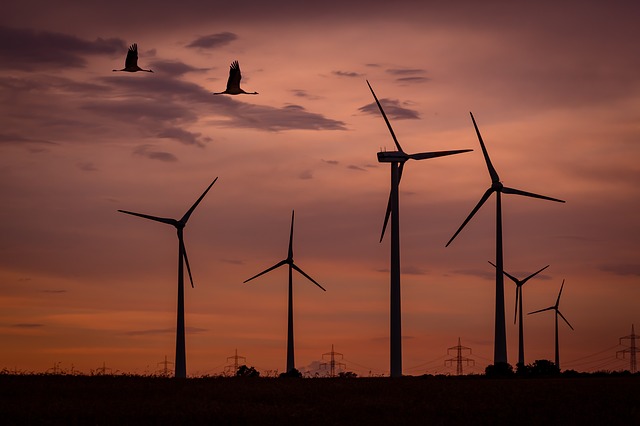 Les oiseaux peuvent être tués par les pales des éoliennes lorsque celles-ci sont en rotation. (Pixabay)