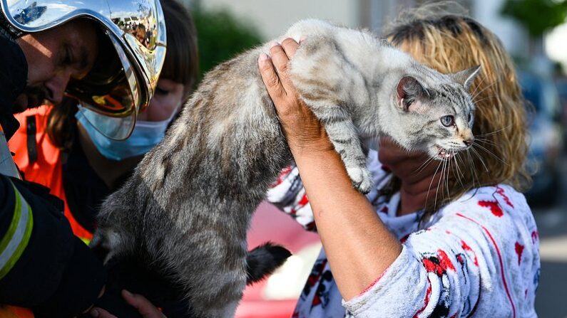 L'un des trois chats sauvés par les pompiers à Hagadange. (Sapeurs-pompiers de la Moselle)
