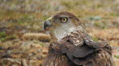 Mort d’un aigle de Bonelli : des insecticides interdits saisis dans les Bouches-du-Rhône
