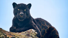 [Photos] Le rare manteau du jaguar noir ressemble à de la «soie imprimée»