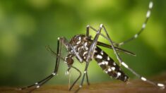 Moustique tigre : Paris et toute l’Île-de-France viennent de passer en vigilance rouge