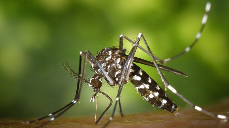 Le moustique tigre, Aedes aldopictus. (Domaine public)