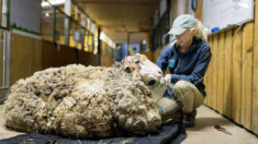 [VIDÉO] Un mouton mourant libéré d’une toison de 40kg est maintenant méconnaissable et heureux