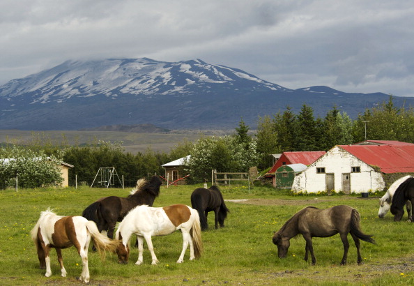Des chevaux marchent dans un pré avec le volcan islandais Hekla en arrière-plan. Photo doit se lire HALLDOR KOLBEINS/AFP via Getty Images.