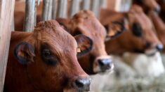 Oise : l’éleveur condamné pour l’odeur de ses vaches reçoit le soutien de 65.000 personnes grâce à une pétition en ligne