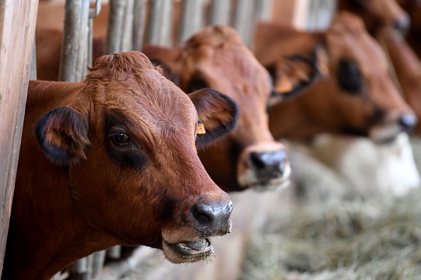 Oise : l'éleveur condamné pour l'odeur de ses vaches reçoit le soutien de 65.000 personnes grâce à une pétition en ligne