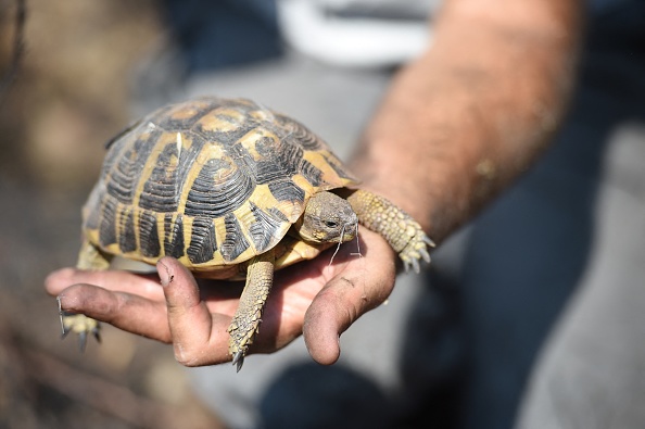 Cette réserve naturelle de la plaine des Maures est le refuge des tortues d'Hermann, inscrites sur la liste rouge nationale des espèces menacées et protégées au niveau international et européen.
 (Photo SYLVAIN THOMAS/AFP via Getty Images)