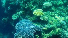 Australie: 91% de la Grande Barrière de corail a subi un « blanchissement » (rapport)