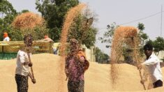 Le prix du blé atteint un record en clôture après l’embargo indien sur les exportations