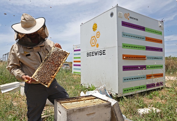 En Israël, des ruches robotisées pour préserver les abeilles