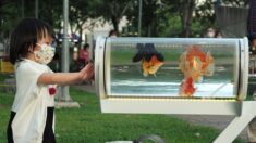 Taïwan : un habitant invente une poussette pour promener ses poissons rouges