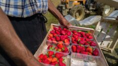 Les producteurs de fraises « dépassés » par les fortes chaleurs dans le Sud-Ouest