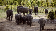 Au Zimbabwe, les éléphants trop nombreux menacent l’homme