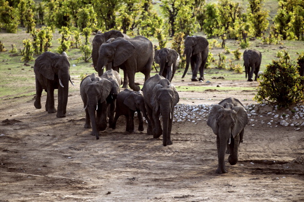 Un troupeau d'éléphants d'Afrique dans le parc national de Hwange au Zimbabwe. Photo MARTIN BUREAU/AFP via Getty Images.