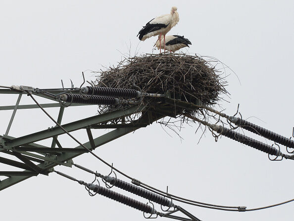 Image d'illustration : des cigognes qui ont fait leur nid sur un pylône électrique. (PATRICK SEEGER/DPA/AFP via Getty Images)