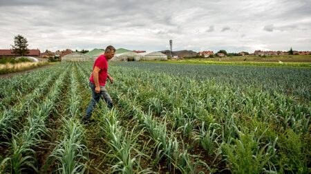 Côtes-d’Armor : 2 hectares de poireaux bio détruits, faute d’acheteurs