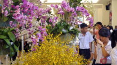 Ukraine, climat, pandémie: les orchidées de Thaïlande dans la tourmente