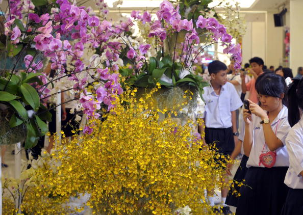 -Une orchidée exposée dans un centre commercial à Bangkok, la Thaïlande est l'un des plus grands exportateurs d'orchidées au monde. Photo PORNCHAI KITTIWONGSAKUL/AFP via Getty Images.