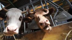 Deux-cent bovins retrouvés morts dans un élevage abandonné en Saône-et-Loire