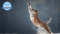 Une photographe primée dévoile les magnifiques clichés de Lahja, une jeune tigresse majestueuse jouant dans la neige