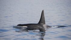 Mort de l’orque : la préfecture de Seine-Maritime se défend des accusations du « manque de réactivité de l’État »
