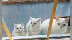 Une chatte enceinte amène ses 2 chatons plus âgés à la porte d’une étrangère et donne naissance à 5 autres chatons