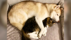 Un husky sibérien vient en aide à un chaton au bord de la mort, un lien vraiment spécial se forge