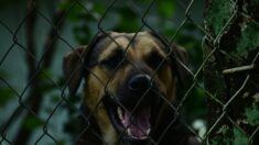 Trois chiens vivaient enfermés dans un enclos de 3 m2 au milieu de leurs excréments, jusqu’à ce qu’ils soient secourus