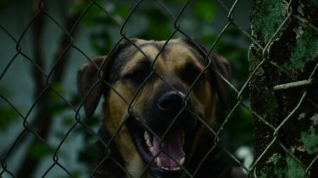 Trois chiens vivaient enfermés dans un enclos de 3 m2 au milieu de leurs excréments, jusqu’à ce qu’ils soient secourus