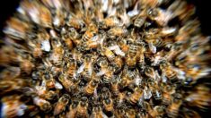 Des milliers d’abeilles s’agglutinent sur une voiture au Havre : que s’est-il passé ?
