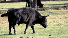 Gard : pour stopper un taureau en fuite, il saute d’un quad en mouvement
