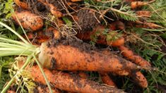15 tonnes de carottes distribuées aux vaches faute de marché : un agriculteur dénonce la surproduction du bio