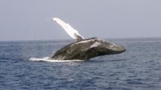 Une baleine de 6 mètres découverte sur une plage de Porto Vecchio en Corse