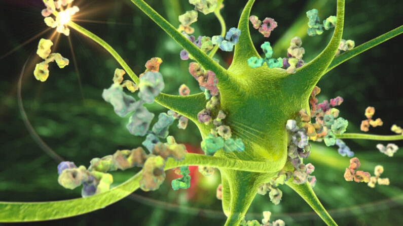 Des anticorps attaquent un neurone (Kateryna Kon/Shutterstock)