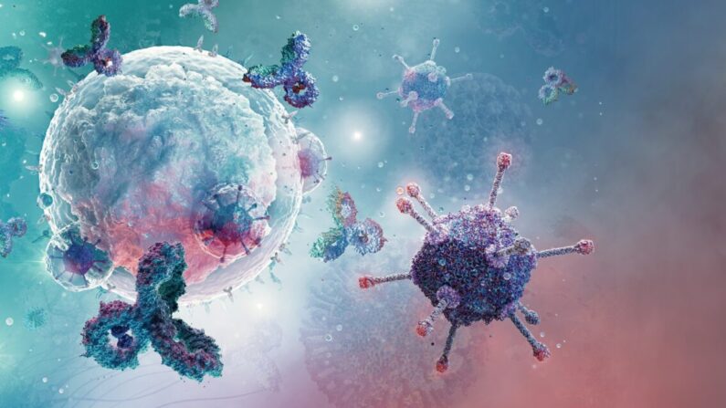 Le lymphocyte B est la composante de l'immunité humorale du système immunitaire produisant des anticorps, qui protègent contre les agents pathogènes : bactéries, virus. Par Corona Borealis Studio/Shutterstock