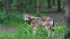 Bretagne : un loup filmé dans le Finistère, une première depuis un siècle