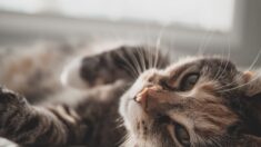 Loire : une soixantaine de chats retrouvés congelés ou enterrés par des locataires