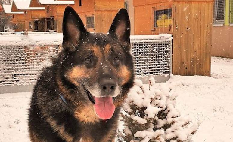 Rex, le chien maltraité sauvé par la SPA de Strasbourg, est mort trois mois après son adoption