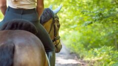 Hérault : une jeune cavalière de 20 ans meurt écrasée par son cheval lors d’une ferrade