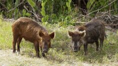 Corse: deux touristes attaqués par des cochons sauvages, leur chien dévoré sous leurs yeux