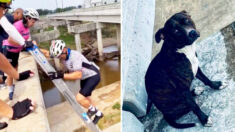 Un groupe de 7 cyclistes sauve une chienne effrayée en détresse sur la poutre d’un pont