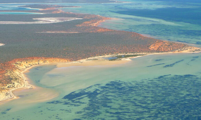 Les eaux salées et peu profondes de Shark Bay, en Australie occidentale (photo, Angela Rossen/fournie à Epoch Times par l'UWA)