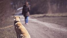Abandon d’animaux pendant les vacances : la SPA lance sa campagne avec son nouveau film « Les raisons de l’aimer »