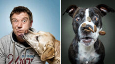 Photos drôles de chiens qui attrapent des friandises volantes: découvrez leurs expressions comiques
