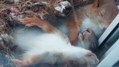 Photos: un photographe allemand repère les plus mignons bébés écureuils faisant la sieste sur le bord de sa fenêtre