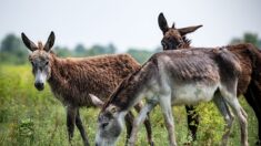 Chartres: le zoo-refuge de la Tanière accueille 200 ânes, sauvés d’un trafic entre Israël et la Chine