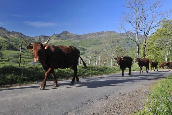 Des bovins Salers sur la route du col du Perthus (Cantal).  (THIERRY ZOCCOLAN/AFP via Getty Images)