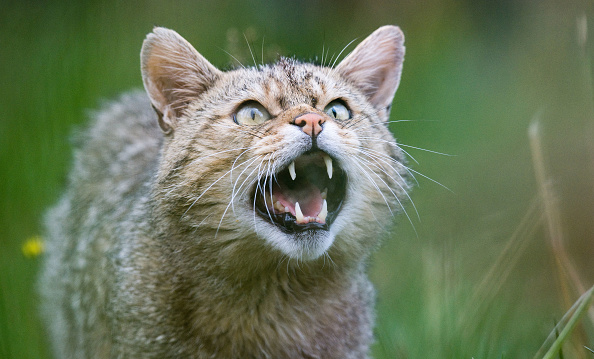 Un chat sauvage. (JULIAN STRATENSCHULTE/dpa/AFP via Getty Images)