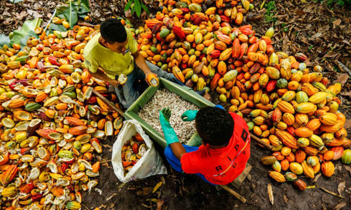 Ouvriers agricoles brésiliens coupant des fruits de cacaotier, ferme Altamira à Itajuípe, Bahia, Brésil, le 13 décembre 2019. (Rafael Martins/AFP via Getty Images)