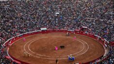 Corridas : la justice mexicaine confirme l’arrêt de la tauromachie dans les arènes de Mexico